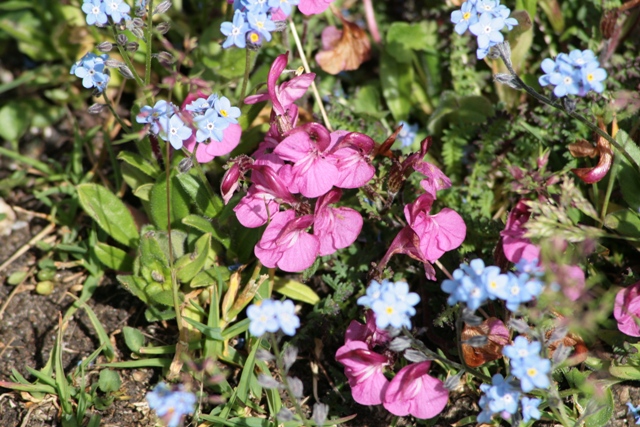 Pedicularis gyroflexa